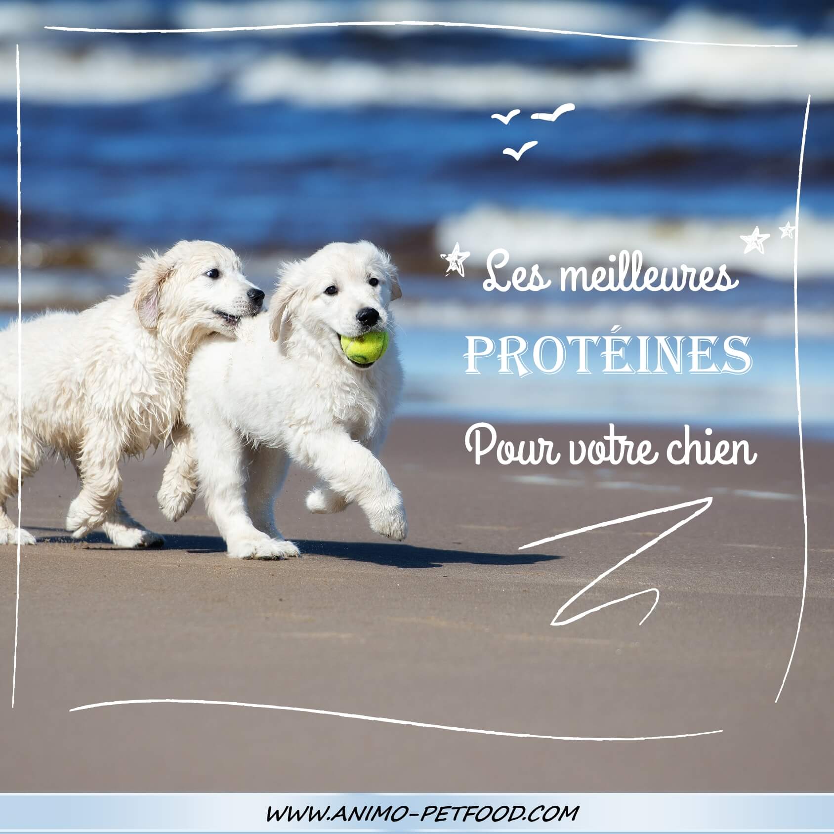 meilleures protéines dans l'alimentation du chien